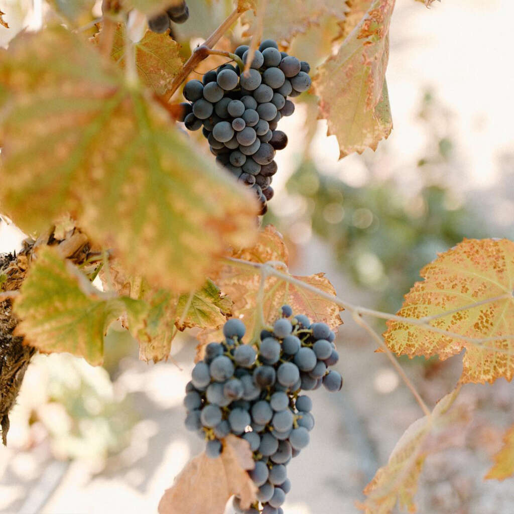 McCauleyWineGrapes