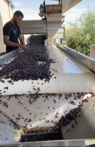 Sorting berries to remove MOG (Material other than Grapes)