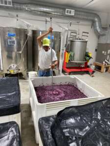 Barbera Punch downs done twice per day for 2 weeks